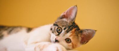 Frequently Asked Questions About Pet Health Care