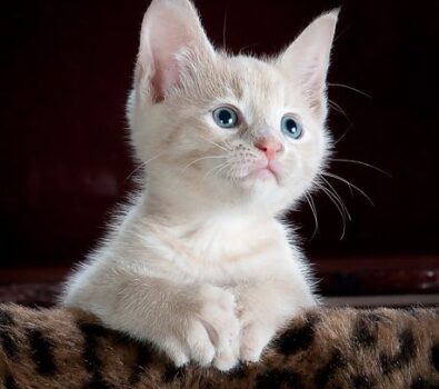 The Signs to Look Out For in Bringing Your Pet to the Vet