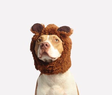Pet Ownership: The Right Way to Do It