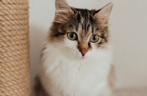 Basic Tips To Keep Your Pet Healthy and Happy