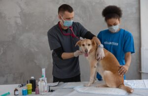 Various Animal Wellness Programs That You Can Choose for Your Pet