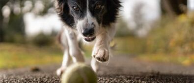 Steps to Take When Finding an Excellent Kennel Boarding Facility