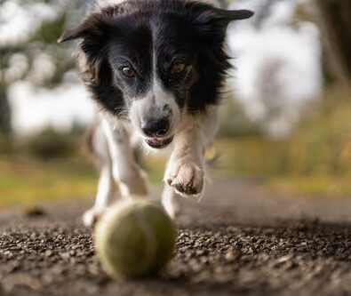 Steps to Take When Finding an Excellent Kennel Boarding Facility