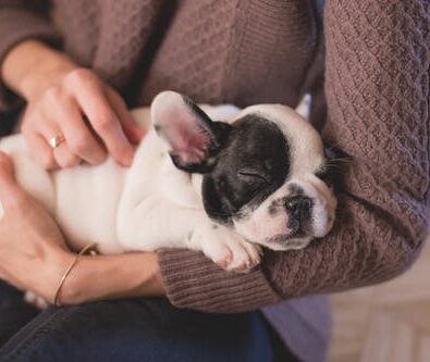 Laser Therapy for Pets: Information You Should Know