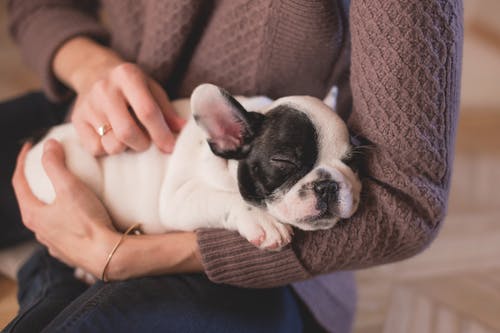 Qualifications of a Good Vet: Tips for Pet Owners