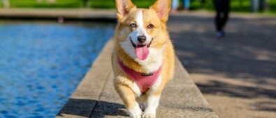 Dog Cancer Prevention Guidelines You Must Know About