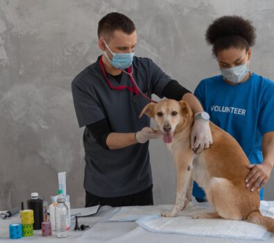 Strategies to Take Prior to Pet Vaccination Appointments