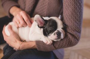 Three Things Know About Dog Allergies