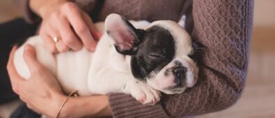 3 Simple Ways To Protect Your Pet From Parasites
