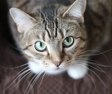 Essential Guidelines to Show Your Pets How Much You Love Them