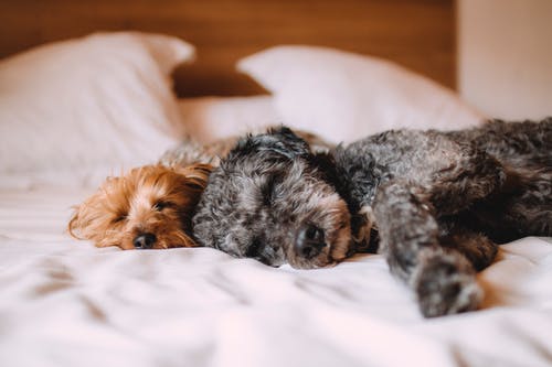 Effects of Dialysis on a Pet’s Kidney