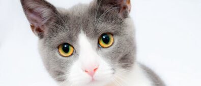 Feline Makeover: Essential Cat Grooming Tips