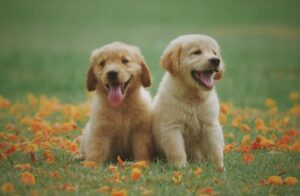 Keeping Your Pets Free of Internal Parasites: 6 Simple Steps