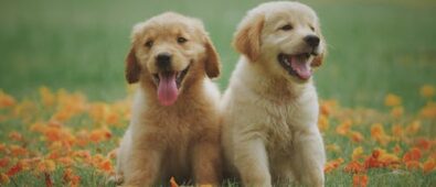 Keeping Your Pets Free of Internal Parasites: 6 Simple Steps