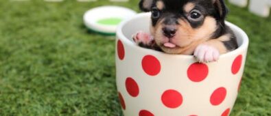 What Makes a Dog Drink Too Much, and When Should You Take It to the Vet?