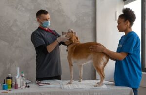 How to Treat Typical Orthopedic Injuries for Pets?