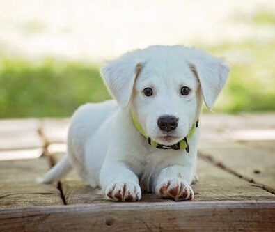 Best Ways to Wash Your Dog