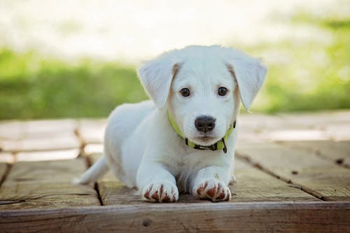 Best Ways to Wash Your Dog