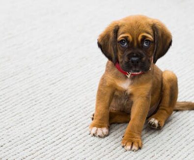 Malocclusion Classifications Among Dogs and Cats