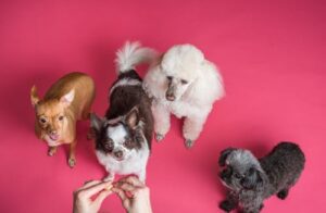 4 Pet Pampering Tips You Should Know About