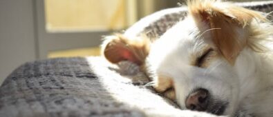 Healthcare Tips for New Pet Owners