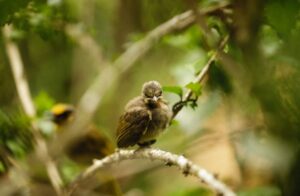Three Benefits of Feeding Bird Pellets to Your Pet Bird