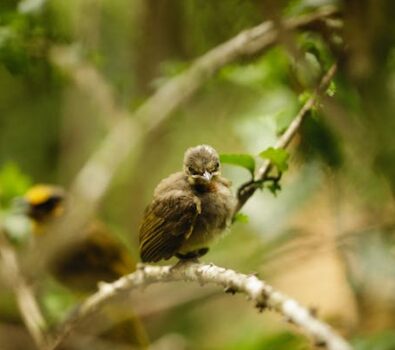 Three Benefits of Feeding Bird Pellets to Your Pet Bird