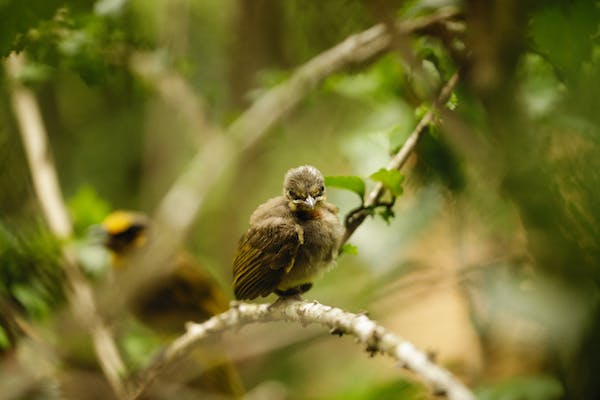 Three Benefits of Feeding Bird Pellets to Your Pet Bird