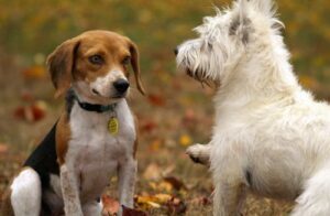 Types of Pet Services Every Pet Owner Should Know