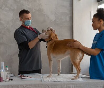 Physical Therapy or Rehabilitation for Pets