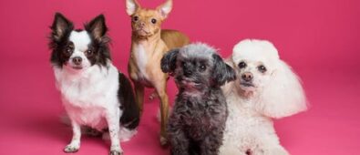 5 Reasons Dogs Should Attend Daycare