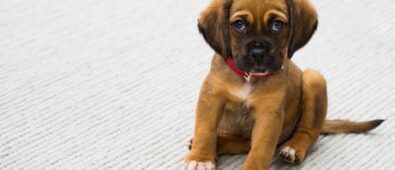 Dog Health Concern: How Do I Keep My Pet’s Eyes Healthy?