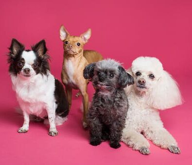 3 Important Factors to Consider Before Becoming a Pet Owner