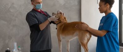 Enhancing Our Pets Lives Through Surgery