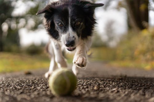 The Relevance of Getting Your Pet’s Blood Tested