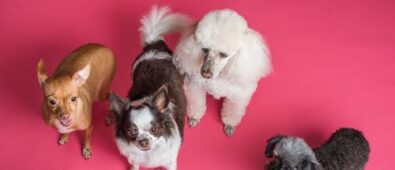 Care Tips for Small Types of Dogs