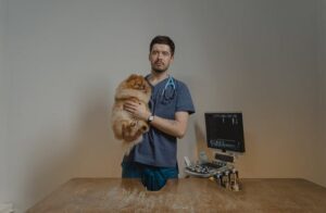 Care For Pets:  Vet Exams, Dental Work, and Surgery