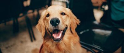 A Guide to Dental Surgery for Your Pet