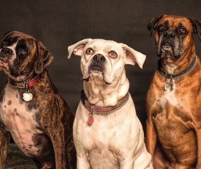 Guide to Common Lab Testing for Dogs and Cats
