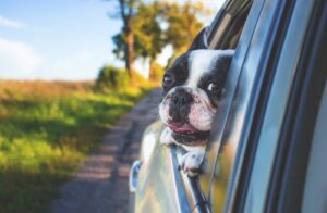 Appropriate Pet Care Advice for Dogs, Cats & Exotic Animals