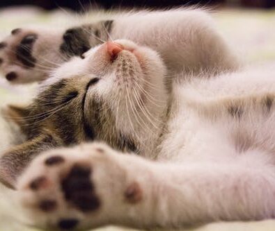 The Best Way to Find the Right Veterinary Clinic for Your Pet