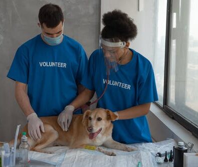 The Link Between Pet Vaccination and Dental Health: Why it Matters