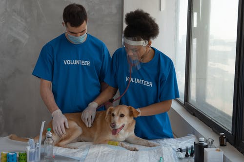 The Link Between Pet Vaccination and Dental Health: Why it Matters