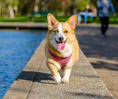 How Often Should Your Pet Visit the Vet? Tips from Experts