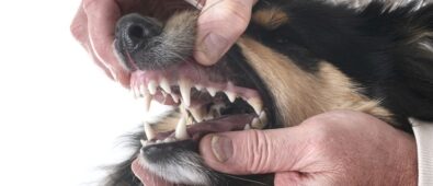 Why Is Dental Health Crucial for Your Pet’s Well-being?