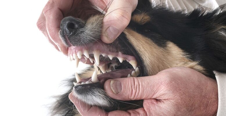 Why Is Dental Health Crucial for Your Pet’s Well-being?